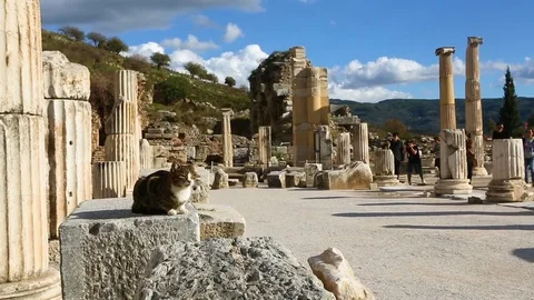 Tourist photographing the monuments while cat sitting in the archeological park Stock Footage 77451968
