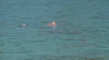 Tourist relaxing like dead in water HD Footage