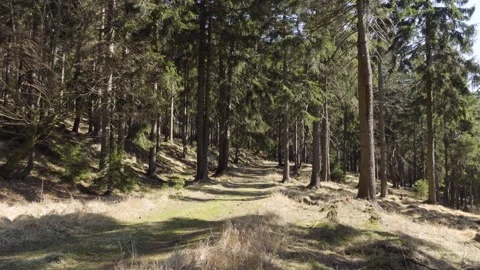 A tourist sign on a tree by a path through a forest on a sunny day 스톡 동영상 246390540