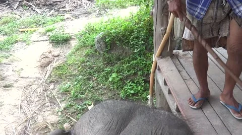 Tourist sitting on an elephant Video stock 48531865