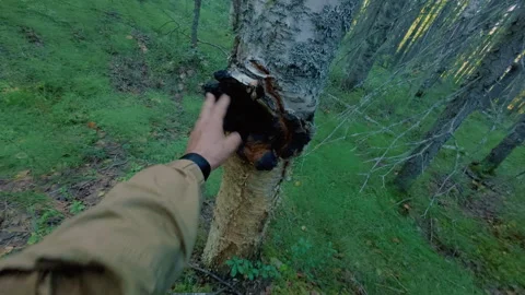 A tourist in the taiga cuts down a useful mushroom from a birch tree. Stock Footage 342383082
