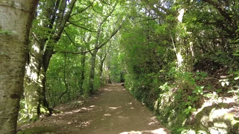 Tourist walking along the Levada do Caldeirao Verde trail, Queimadas, Madeira Stock Footage 221909136