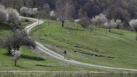 Tourist Walking Along Path Through Blooming Trees in Spring Landscape Video stock 303593327