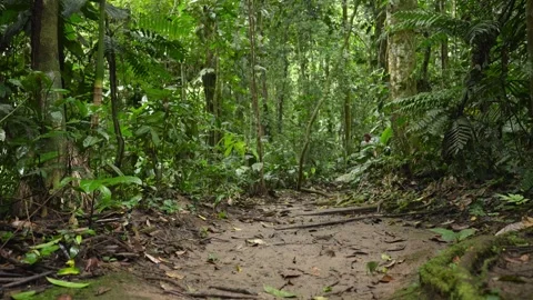 Tourist walking barefoot on a path in the Amazon rainforest 스톡 동영상 312149610