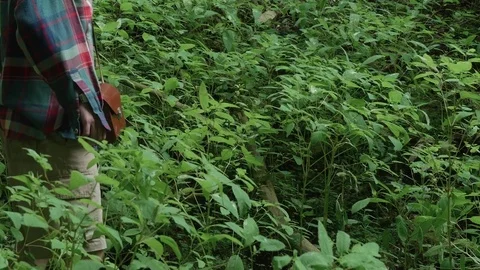 Tourist walking on a path through dense forest vegetation green Stock-Footage 78221764