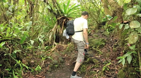 Tourist walking up in the rainforest Stock Footage 61076235