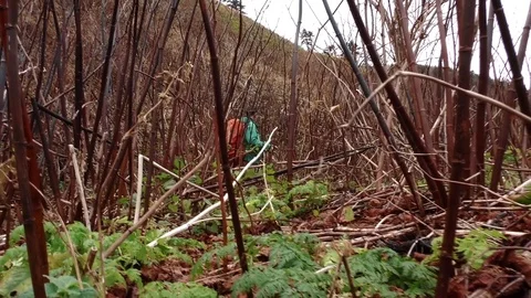 Tourist walking through bamboo  Stock Footage 84005971