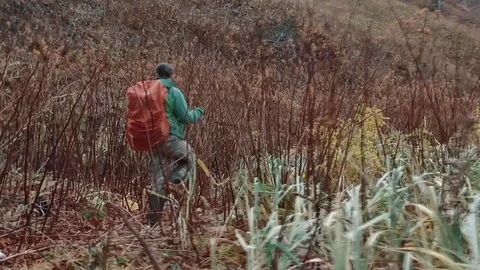 Tourist walking through bamboo  Stock Footage 84005978