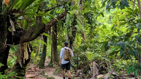 Tourist walking on trail through rainforest trees on Lavena Coastal Walk on Stock Footage 347123732