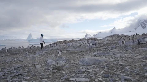 Tourist Woman and Baby Gentoo Penguin walking In Antarctica Stock Footage