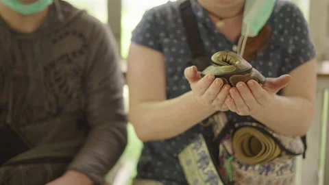 Tourist woman holding curled python snake on palms - closeup at Mae Sa Stock Footage 208069975
