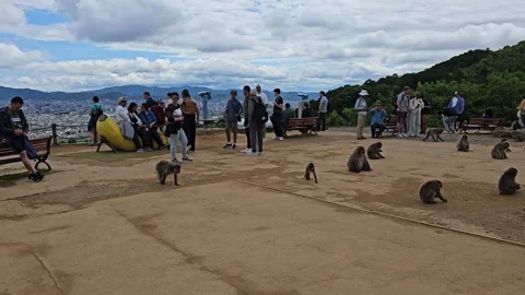 Tourists at Arashiyama Monkey Park Stock Footage 275954863