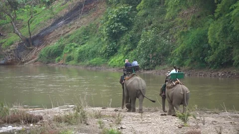 Tourists are riding an elephant on a riverside tour at Thailand Stock Footage