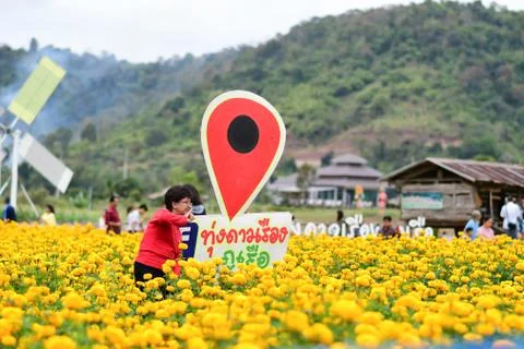 Tourists  are visiting at marigold field Stock Photos