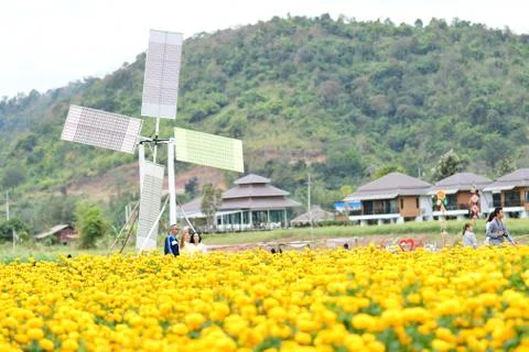 Tourists  are visiting at marigold field Stock Photos