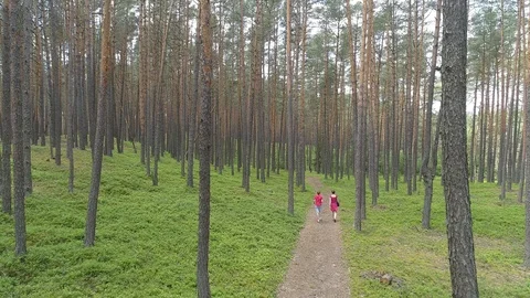 Tourists are walking in a pine forest, aerial view Stock Footage 120400032