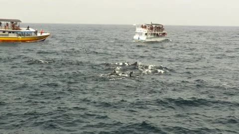 Tourists are watching False Killer Whales from a whale watching boats. Stock Footage 161434846
