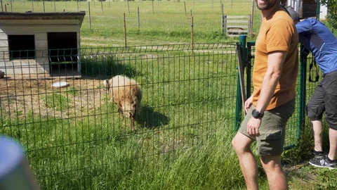 Tourists are watching ram. Stock Footage 91587538