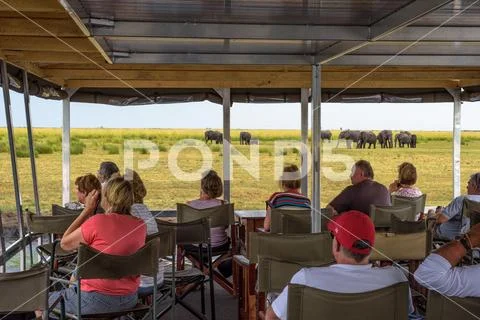 Tourists in a boat observe elephants along the Chobe River, Botswana, Africa Stock Photos