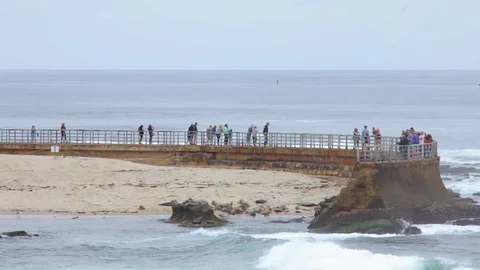 Tourists at Children's Pool Beach | La Jolla Cove San Diego Stock Footage 76203470