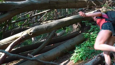 Tourists climb through the fallen tree. In the forest against the trees. The Stock Footage 93451942