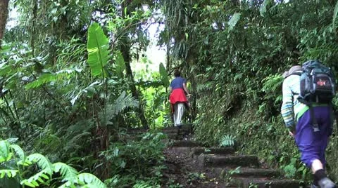 Tourists climbing up steps in Cloud Forest in Costa Rica Stock Footage 20447823