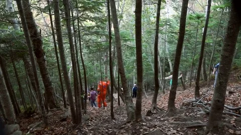 Tourists in the dark forest Stock Footage 77705699