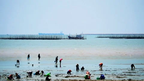 Tourists Digging in Sand to Discover Shellfish at Low Tide on Seaside Beach Video stock 331691375