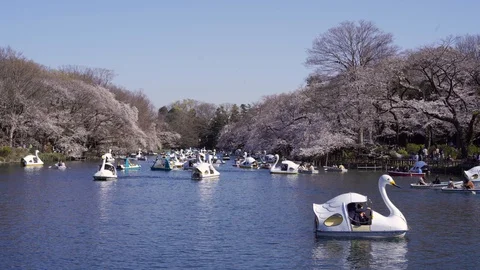 Tourists Enjoying On Swan Boat Ride Over The Calm Lake At Inokashira-Koen Stock Footage