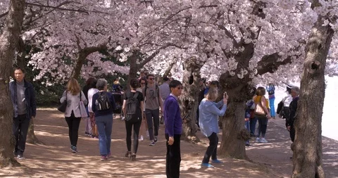 Tourists Explore the DC Cherry Blossoms in Spring Stock Footage 106207832
