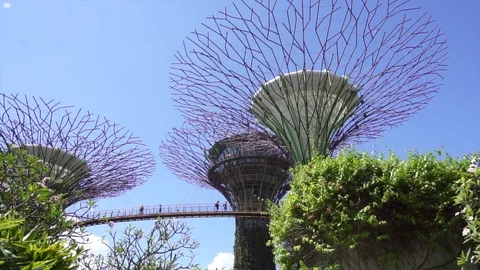 Tourists exploring Skywalk over Supertrees in Gardens by the Bay in Singapore Stock Footage 91025659