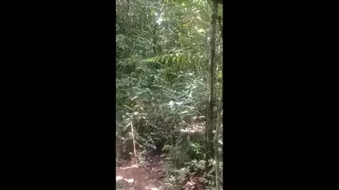 Tourists face an unexpected jaguar attack in Peru Stock Footage 277195764