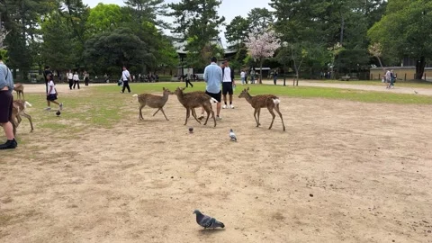 Tourists feed and interact with free-roaming sika deer at Nara Park in Japan.  스톡 동영상 334582550