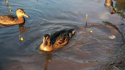 Tourists feed ducks bread throwing it into the water Stock Footage 99551765