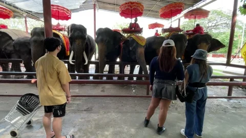 Tourists feed the elephants Stock Footage 207931203