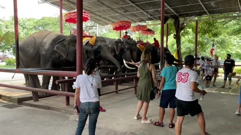 Tourists feed the elephants Stock Footage 207931209