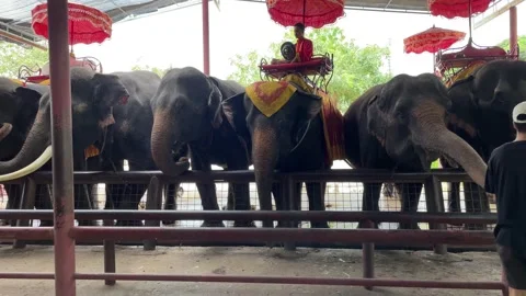 Tourists feed the elephants Stock Footage 207931284