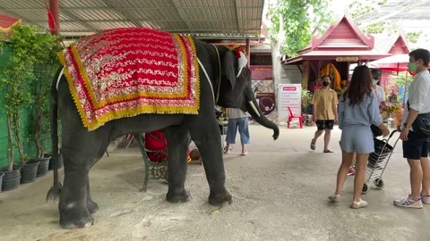 Tourists feed the elephants Stock Footage 207931295
