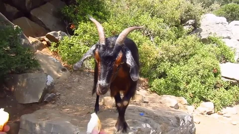 Tourists feed the mountain goat 库存影片 80296880