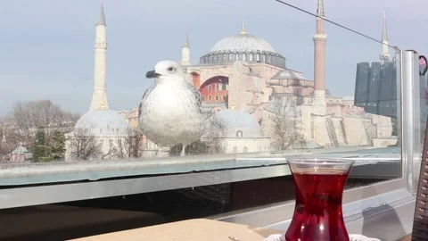 Tourists feed a seagull. Stock Footage 150211619
