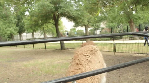 Tourists feed the young camel Stock Footage 65388830