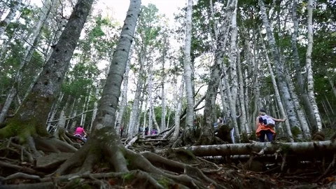 Tourists in the forest Stock Footage 77705871