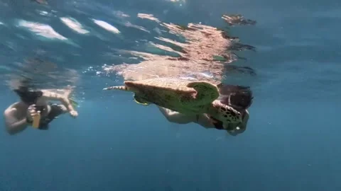 Tourists harassing a sea turtle on an excursion Stock Footage 301073005
