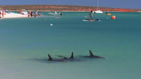Tourists having fun on board in Monkey Mia Video stock 89139029