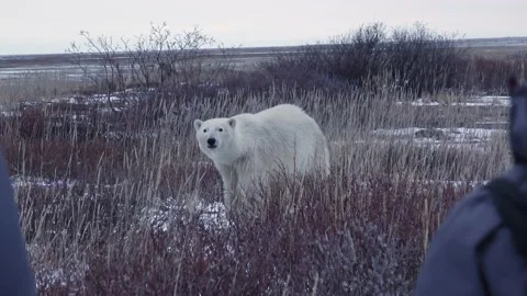 Tourist's instructor draws a weapon on a Polar bear Stock Footage 209318322