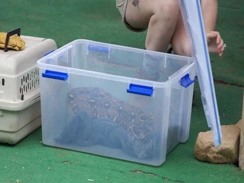Tourists Learning about Burmese python, Arizona MAH00069 1 Stock Footage 119546238
