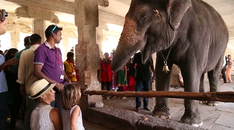 Tourists looking at the playful elephant inside of a building in Hampi. Stock Footage 49952853