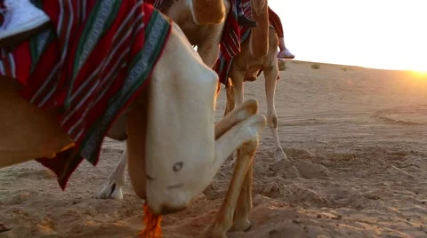 Tourists mount camels in the desert at sunset    Stock Footage 61007341