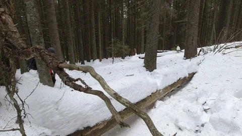 Tourists move through a fallen tree on their way Stock Footage 125815715