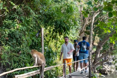 Tourists Pass Macaque on Narrow Monkey Trail Stock Photos